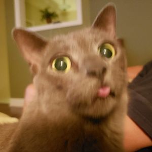 Meet your Posher, Sonya